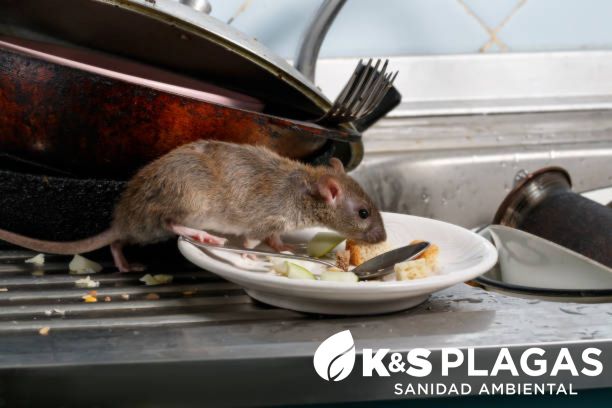 Roedores en invierno: ¿por qué su presencia aumenta en los hogares y cómo controlarlos? | KYS Plagas