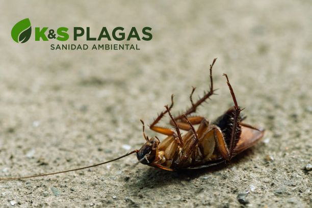 ¿Por qué las baratas son una plaga tan difícil de controlar? | KYS Plagas